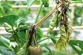 Choeanephora image 1