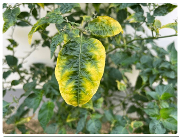 Choeanephora image 2