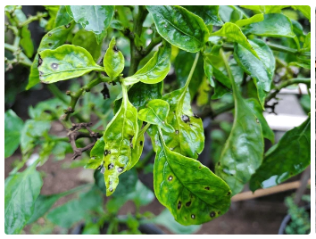 Choeanephora image 3