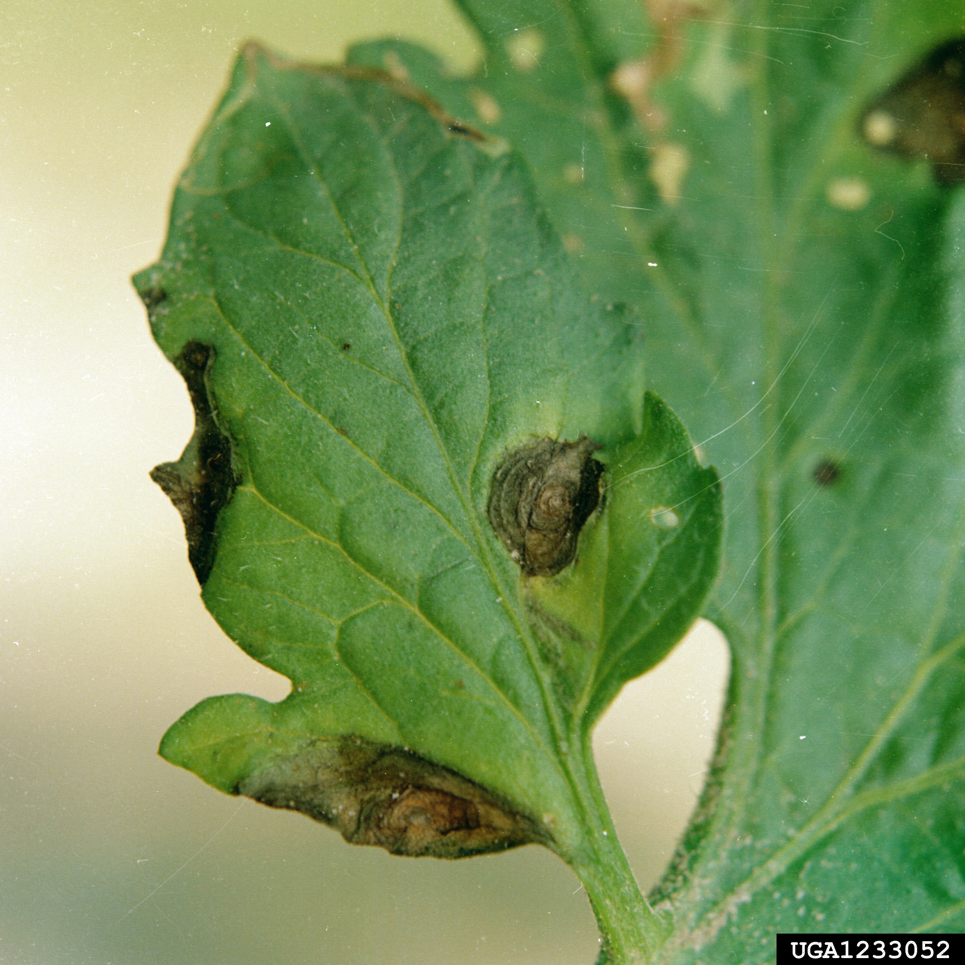 Alternaria image 3