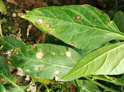 Alternaria image 5